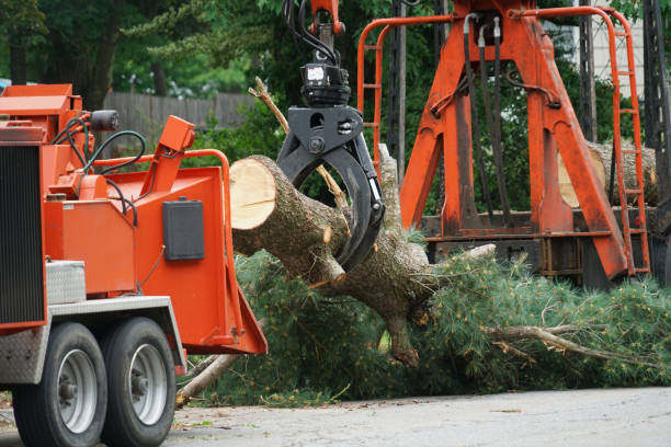 Best Lawn Dethatching Services  in USA